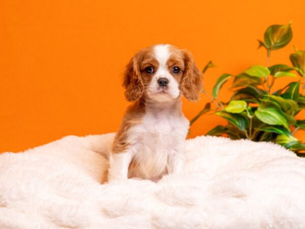Cavalier King Charles Spaniel-Dog-Female-Blenheim-2215-PetCenter Old Bridge, New Jersey