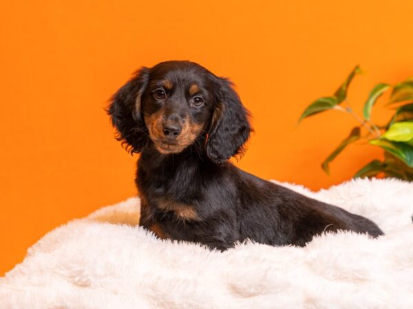 Dachshund-Dog-Female-Black and Tan-2218-PetCenter Old Bridge, New Jersey
