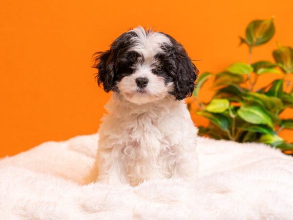Cavachon-Dog-Male-White / Black-2207-PetCenter Old Bridge, New Jersey