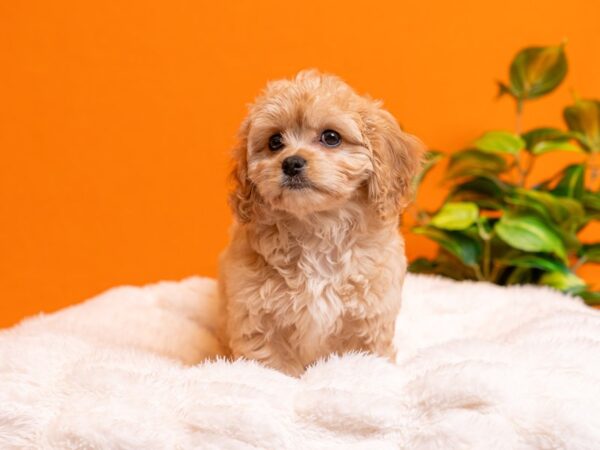 Cavachon-Dog-Female-Apricot-2206-PetCenter Old Bridge, New Jersey