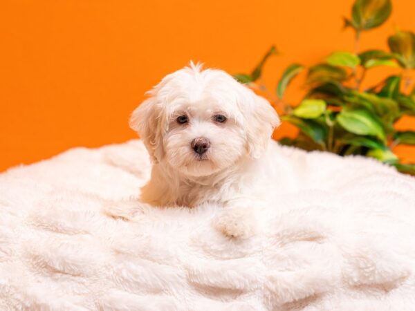 Coton De Tulear-Dog-Female-White-2208-PetCenter Old Bridge, New Jersey