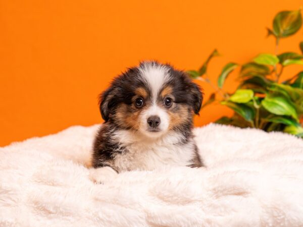 Miniature Australian Shepherd-Dog-Male-Black White / Tan-2211-PetCenter Old Bridge, New Jersey
