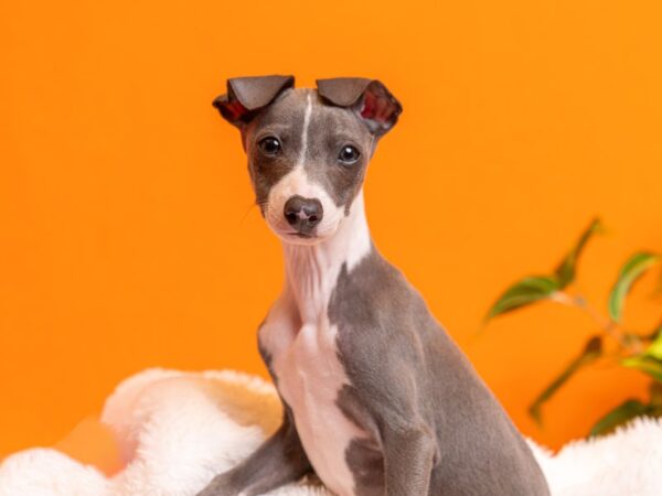 Italian Greyhound-Dog-Male-Blue-2210-PetCenter Old Bridge, New Jersey
