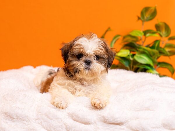 Shih Tzu-Dog-Male-Brown / White-2204-PetCenter Old Bridge, New Jersey