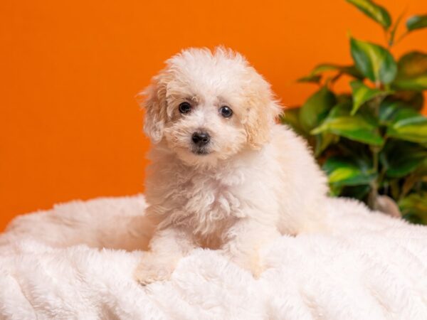Bichon Poo-Dog-Female-Cream and White-2233-PetCenter Old Bridge, New Jersey