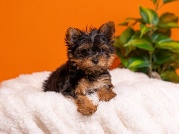 Yorkshire Terrier-Dog-Male-Black and Tan-2230-PetCenter Old Bridge, New Jersey