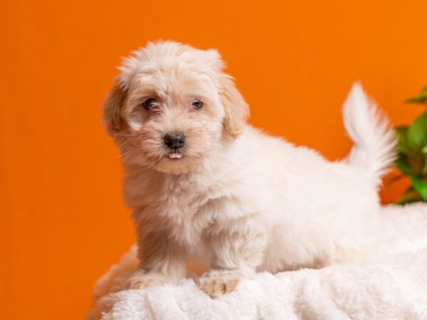 Coton De Tulear-Dog-Female-White-2231-PetCenter Old Bridge, New Jersey