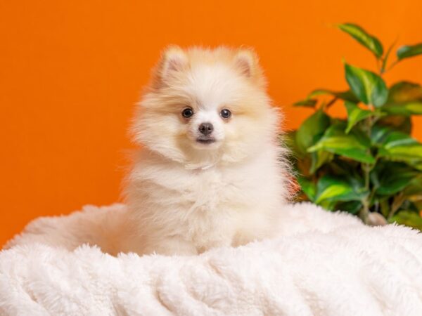 Pomeranian-Dog-Female-White-2228-PetCenter Old Bridge, New Jersey