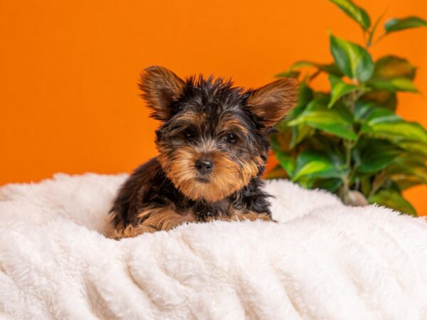 Yorkshire Terrier-Dog-Female-Black / Tan-2221-PetCenter Old Bridge, New Jersey