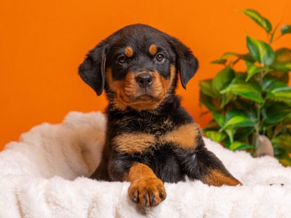 Rottweiler-Dog-Male-Black / Tan-2223-PetCenter Old Bridge, New Jersey