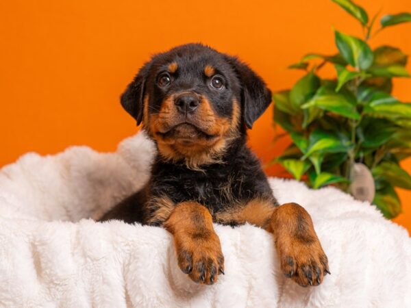 Rottweiler-Dog-Female-Black / Tan-2222-PetCenter Old Bridge, New Jersey