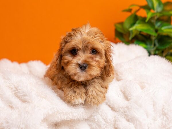 Cavapoo-Dog-Female-Ruby-2224-PetCenter Old Bridge, New Jersey