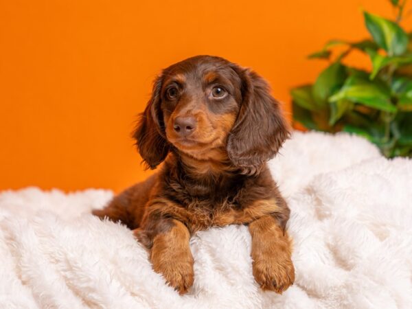 Dachshund-Dog-Female-Chocolate / Tan-2227-PetCenter Old Bridge, New Jersey