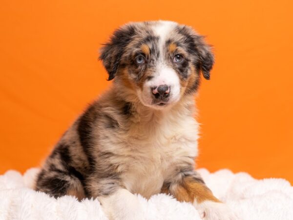 Australian/English Shepherd-Dog-Male-Blue and White-2244-PetCenter Old Bridge, New Jersey