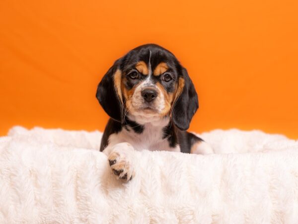 Beaglier-Dog-Female-Black Brown and White-2246-PetCenter Old Bridge, New Jersey