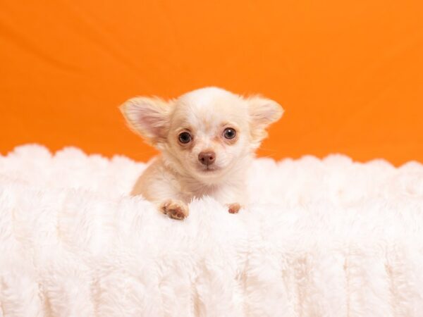 Chihuahua-Dog-Female-White-2243-PetCenter Old Bridge, New Jersey