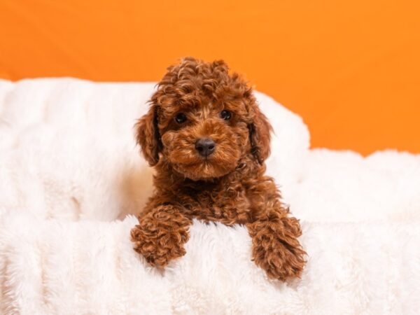 Poodle-Dog-Male-Red-2240-PetCenter Old Bridge, New Jersey