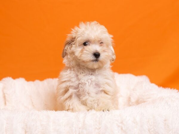 Maltipoo-Dog-Female-Apricot-2242-PetCenter Old Bridge, New Jersey