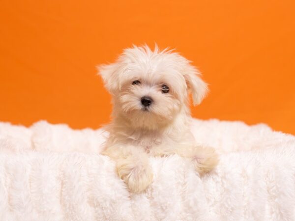 Maltese-Dog-Male-White-2239-PetCenter Old Bridge, New Jersey