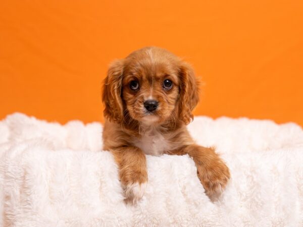 Cavalier King Charles Spaniel-Dog-Male-Ruby-2238-PetCenter Old Bridge, New Jersey