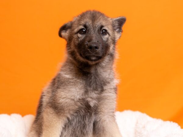 Norwegian Elkhound-Dog-Female-Black / Silver-2234-PetCenter Old Bridge, New Jersey