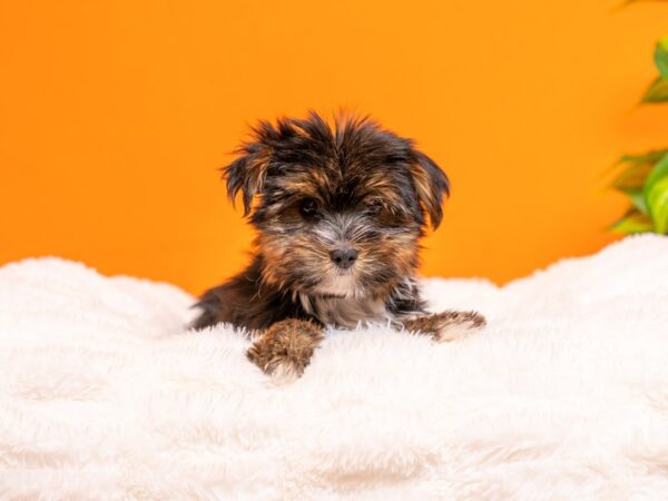 Yorkshire Terrier-Dog-Female-Black and Tan-2258-PetCenter Old Bridge, New Jersey