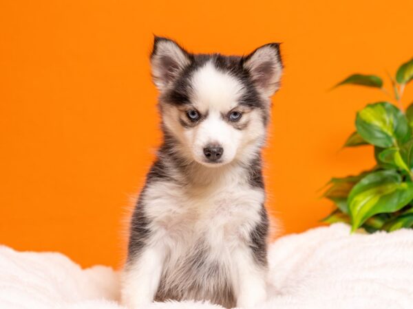 Pomsky-Dog-Female-Black and White-2257-PetCenter Old Bridge, New Jersey