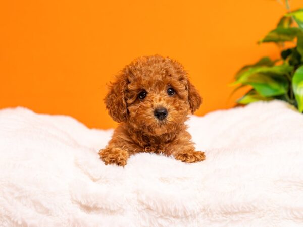 Mini Goldendoodle-Dog-Female-Golden-2251-PetCenter Old Bridge, New Jersey
