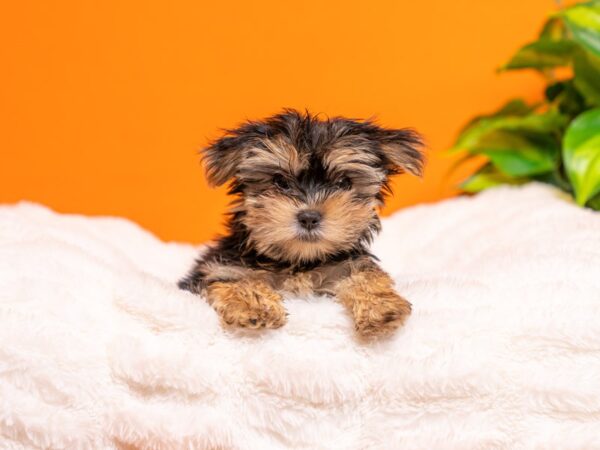 Morkie-Dog-Female-Black / Tan-2248-PetCenter Old Bridge, New Jersey