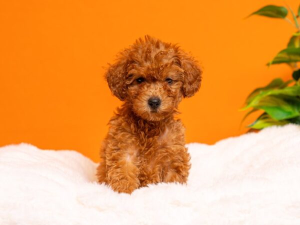 Mini Goldendoodle-Dog-Male-Golden-2252-PetCenter Old Bridge, New Jersey