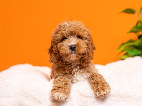Cockapoo-Dog-Female-Buff-2256-PetCenter Old Bridge, New Jersey