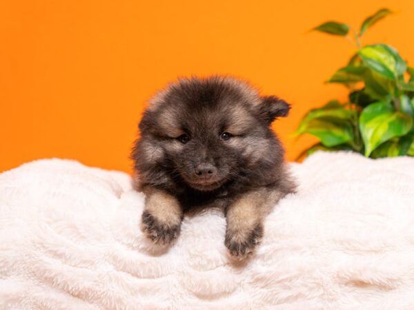 Keeshond-Dog-Male-Black / Silver-2253-PetCenter Old Bridge, New Jersey