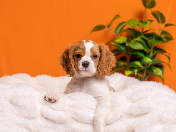 Cavalier King Charles Spaniel-Dog-Male-Blenheim-2159-PetCenter Old Bridge, New Jersey