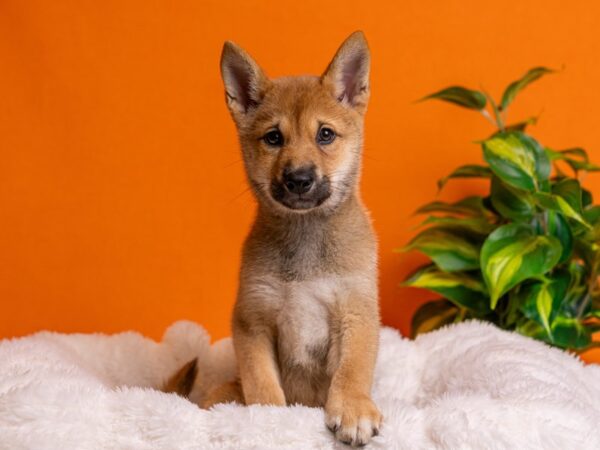 Shiba Inu-Dog-Male-Red-2198-PetCenter Old Bridge, New Jersey
