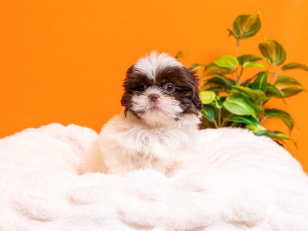 Shih Tzu-Dog-Male-Liver and White-2217-PetCenter Old Bridge, New Jersey