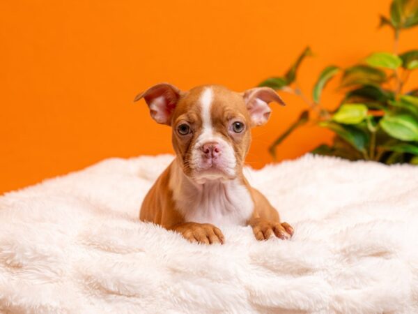 Boston Terrier-Dog-Female-Red / White-2209-PetCenter Old Bridge, New Jersey