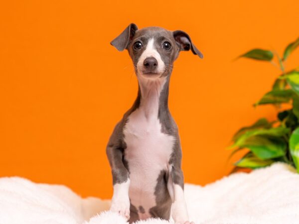 Italian Greyhound-Dog-Female-Blue / White-2254-PetCenter Old Bridge, New Jersey