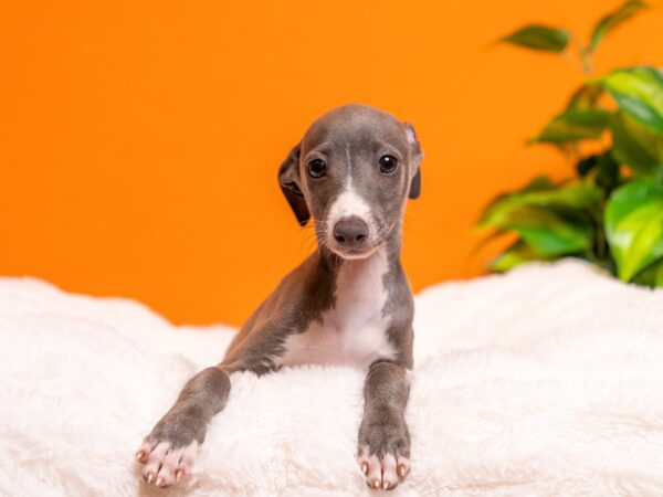 Italian Greyhound-Dog-Male-Blue / White-2255-PetCenter Old Bridge, New Jersey