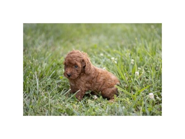 Poodle- Available 8/2-Dog-Female-Red-2266-PetCenter Old Bridge, New Jersey