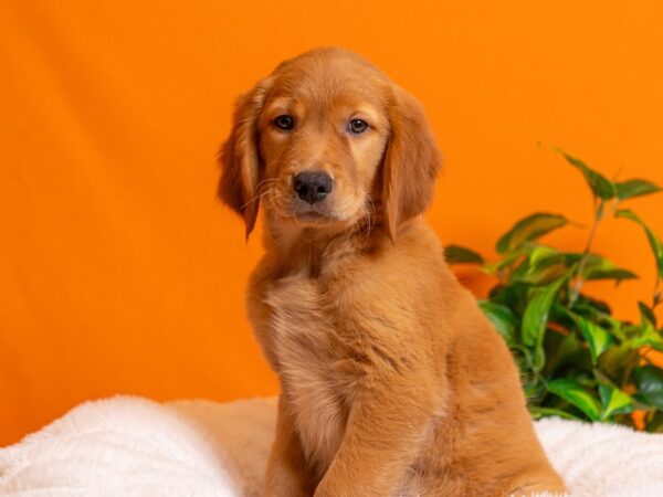 Golden Retriever-Dog-Female-Dark Golden-2273-PetCenter Old Bridge, New Jersey