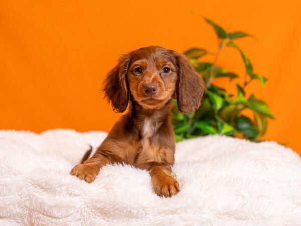 Dachshund-Dog-Female-Red-2276-PetCenter Old Bridge, New Jersey