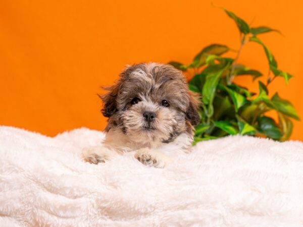 Teddy Bear-Dog-Female-Gold and White-2275-PetCenter Old Bridge, New Jersey