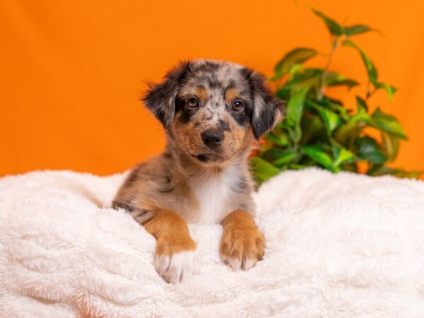Australian Shepherd-Dog-Male-Blue Merle White and Tan-2277-PetCenter Old Bridge, New Jersey