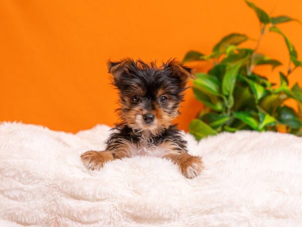 Yorkshire Terrier-Dog-Female-Black / Tan-2269-PetCenter Old Bridge, New Jersey