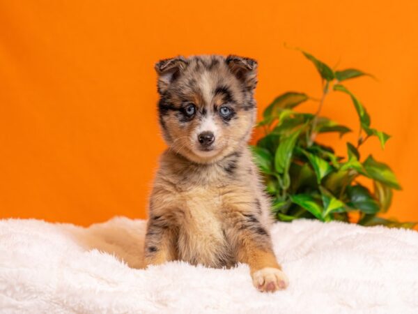 Pomsky-Dog-Male-Blue Merle-2262-PetCenter Old Bridge, New Jersey