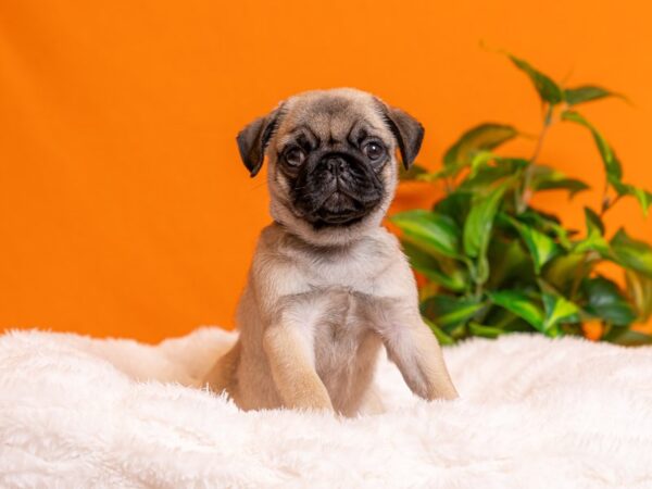 Pug-Dog-Female-Fawn-2263-PetCenter Old Bridge, New Jersey