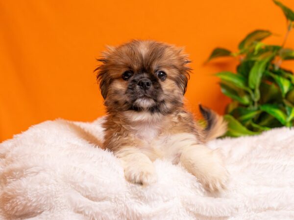 Pekingese-Dog-Male-Fawn-2271-PetCenter Old Bridge, New Jersey