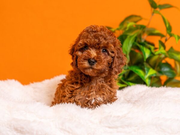 Poodle-Dog-Female-Apricot-2260-PetCenter Old Bridge, New Jersey