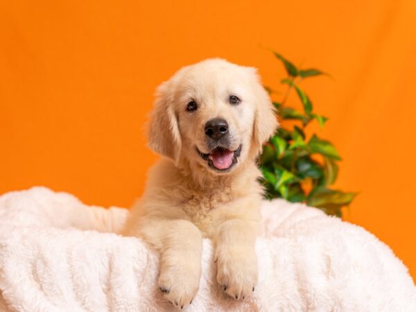 Golden Retriever-Dog-Male-Cream-2272-PetCenter Old Bridge, New Jersey