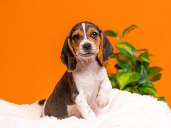 Beagle-Dog-Female-Black White and Tan-2292-PetCenter Old Bridge, New Jersey